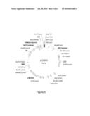 I-CREI MEGANUCLEASE VARIANTS WITH MODIFIED SPECIFICITY, METHOD OF PREPARATION AND USES THEREOF diagram and image