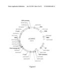 I-CREI MEGANUCLEASE VARIANTS WITH MODIFIED SPECIFICITY, METHOD OF PREPARATION AND USES THEREOF diagram and image