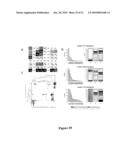 I-CREI MEGANUCLEASE VARIANTS WITH MODIFIED SPECIFICITY, METHOD OF PREPARATION AND USES THEREOF diagram and image