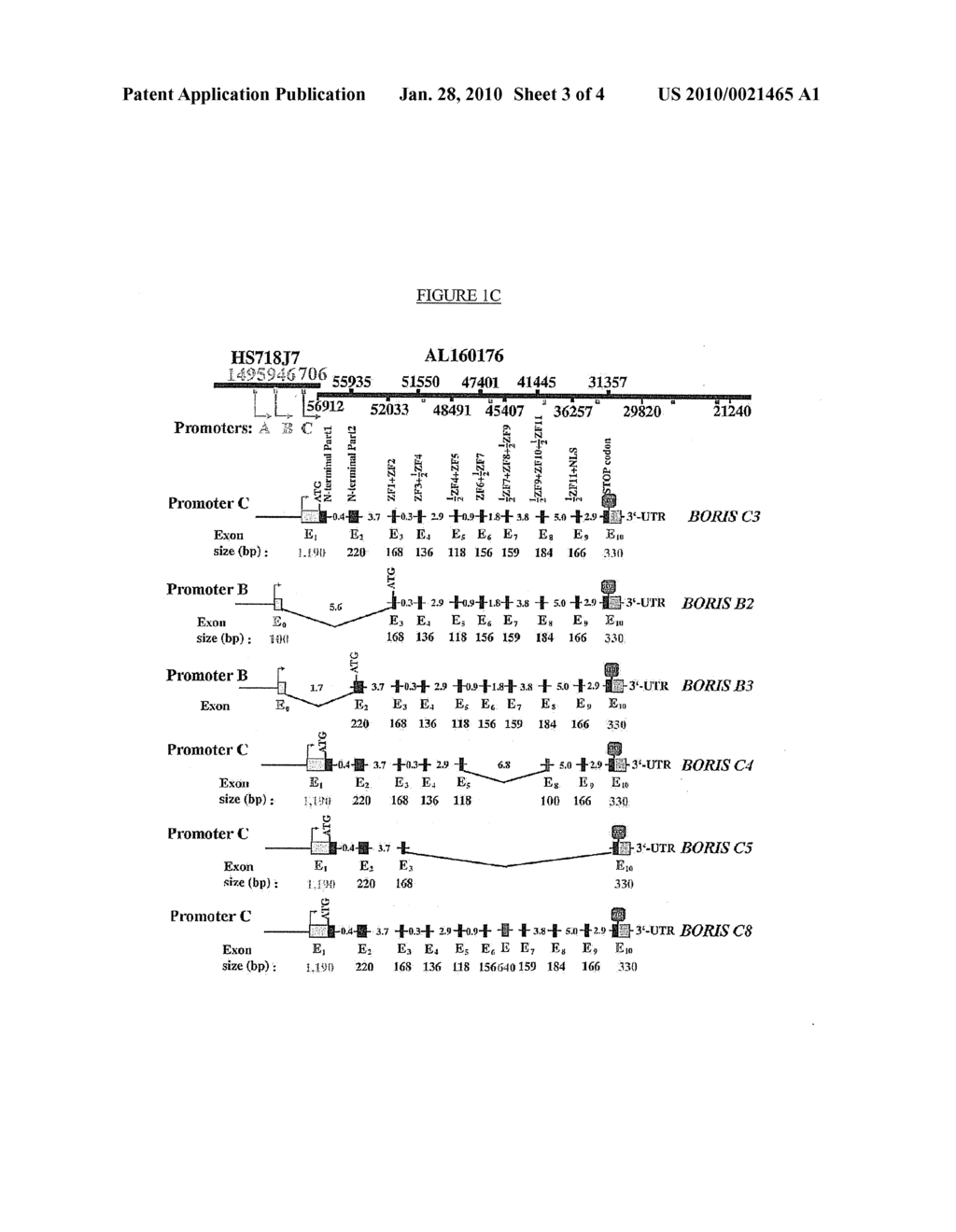 BORIS ISOFORMS AND METHODS OF DETECTING AND TREATING DISEASE - diagram, schematic, and image 04