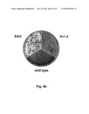 METHOD OF DETECTING A CANCER CELL BY ABERRANT EXPRESSION OF A HUMAN K+ ION CHANNEL diagram and image