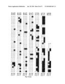 METHOD OF DETECTING A CANCER CELL BY ABERRANT EXPRESSION OF A HUMAN K+ ION CHANNEL diagram and image