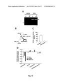 METHOD OF DETECTING A CANCER CELL BY ABERRANT EXPRESSION OF A HUMAN K+ ION CHANNEL diagram and image