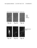 Nucleic acid molecules, polypeptides, antibodies and compositions for treating and detecting influenza virus infection diagram and image