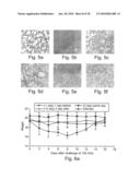 Nucleic acid molecules, polypeptides, antibodies and compositions for treating and detecting influenza virus infection diagram and image