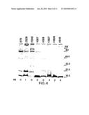 MORAXELLA CATARRHALIS OUTER MEMBRANE PROTEIN-106 POLYPEPTIDE, GENE SEQUENCE AND USES THEREOF diagram and image