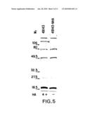 MORAXELLA CATARRHALIS OUTER MEMBRANE PROTEIN-106 POLYPEPTIDE, GENE SEQUENCE AND USES THEREOF diagram and image