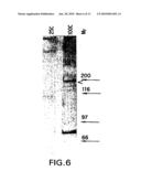 MORAXELLA CATARRHALIS OUTER MEMBRANE PROTEIN-106 POLYPEPTIDE, GENE SEQUENCE AND USES THEREOF diagram and image