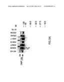 MORAXELLA CATARRHALIS OUTER MEMBRANE PROTEIN-106 POLYPEPTIDE, GENE SEQUENCE AND USES THEREOF diagram and image