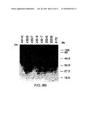 MORAXELLA CATARRHALIS OUTER MEMBRANE PROTEIN-106 POLYPEPTIDE, GENE SEQUENCE AND USES THEREOF diagram and image