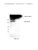 MORAXELLA CATARRHALIS OUTER MEMBRANE PROTEIN-106 POLYPEPTIDE, GENE SEQUENCE AND USES THEREOF diagram and image