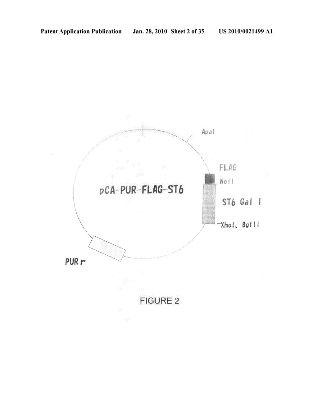 CELL-BASED SYSTEMS FOR PRODUCING INFLUENZA VACCINES - diagram, schematic, and image 03