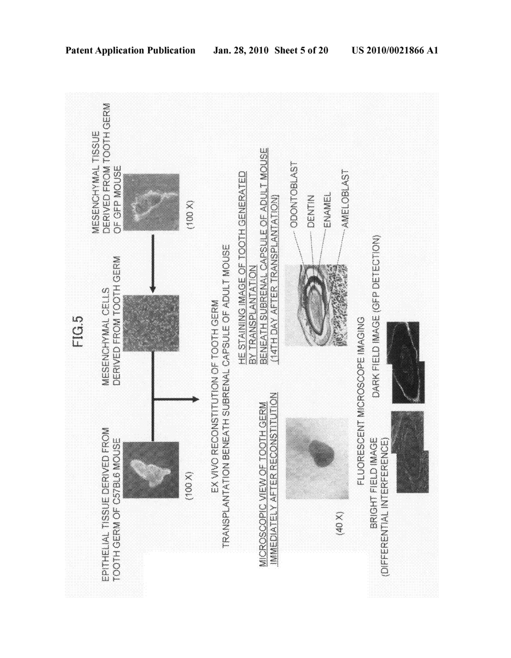 Method of producing tooth, set of teeth, and method of producing tissue - diagram, schematic, and image 06