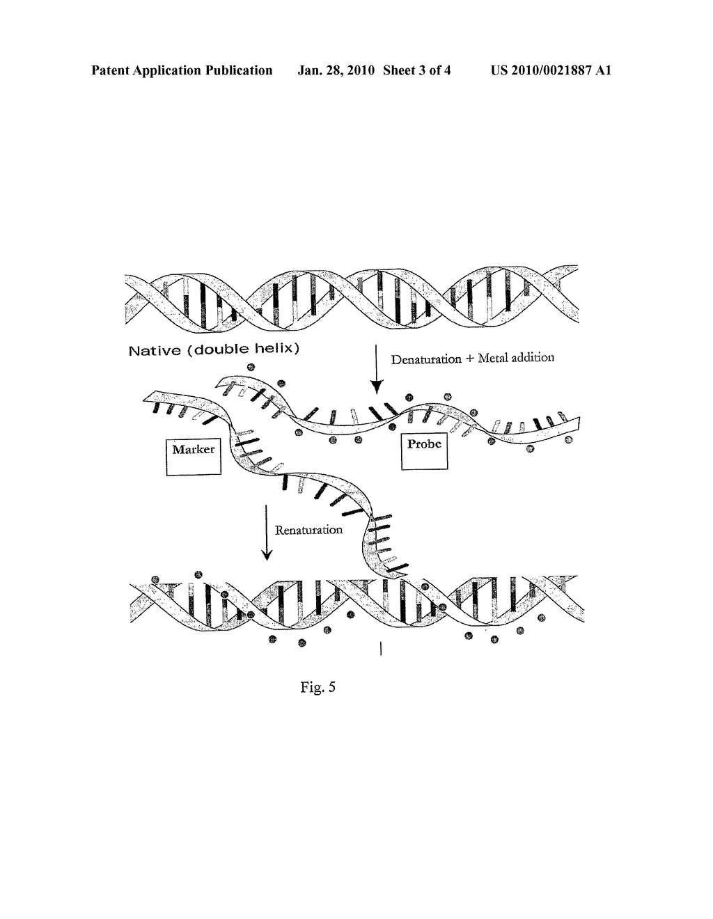 PROBE FOR TAGGING VALUABLES BASED ON DNA-METAL COMPLEX - diagram, schematic, and image 04