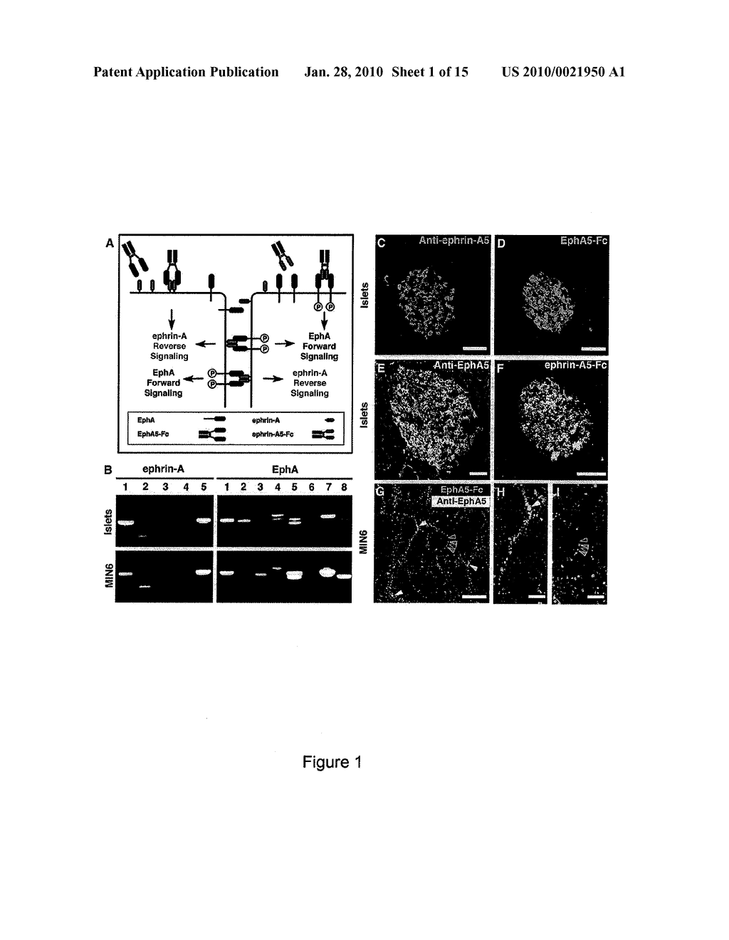 SCREENING METHOD FOR ANTI-DIABETIC COMPOUNDS - diagram, schematic, and image 02