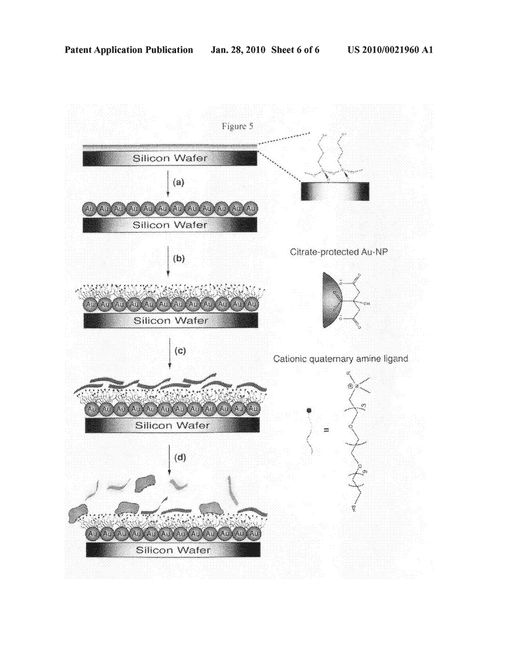 Methods and compositions for pathogen detection using fluorescent polymer sensors - diagram, schematic, and image 07