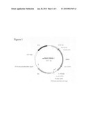 Protein Expression in Rodent Cells diagram and image