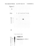 Protein Expression in Rodent Cells diagram and image