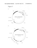 Protein Expression in Rodent Cells diagram and image