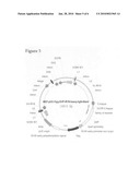 Protein Expression in Rodent Cells diagram and image