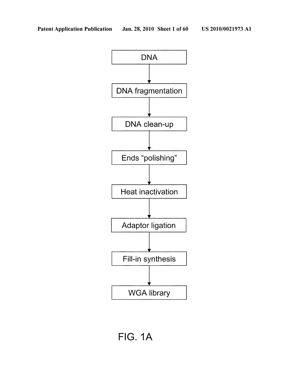 COMPOSITIONS AND METHODS FOR PROCESSING AND AMPLIFICATION OF DNA, INCLUDING USING MULTIPLE ENZYMES IN A SINGLE REACTION - diagram, schematic, and image 02