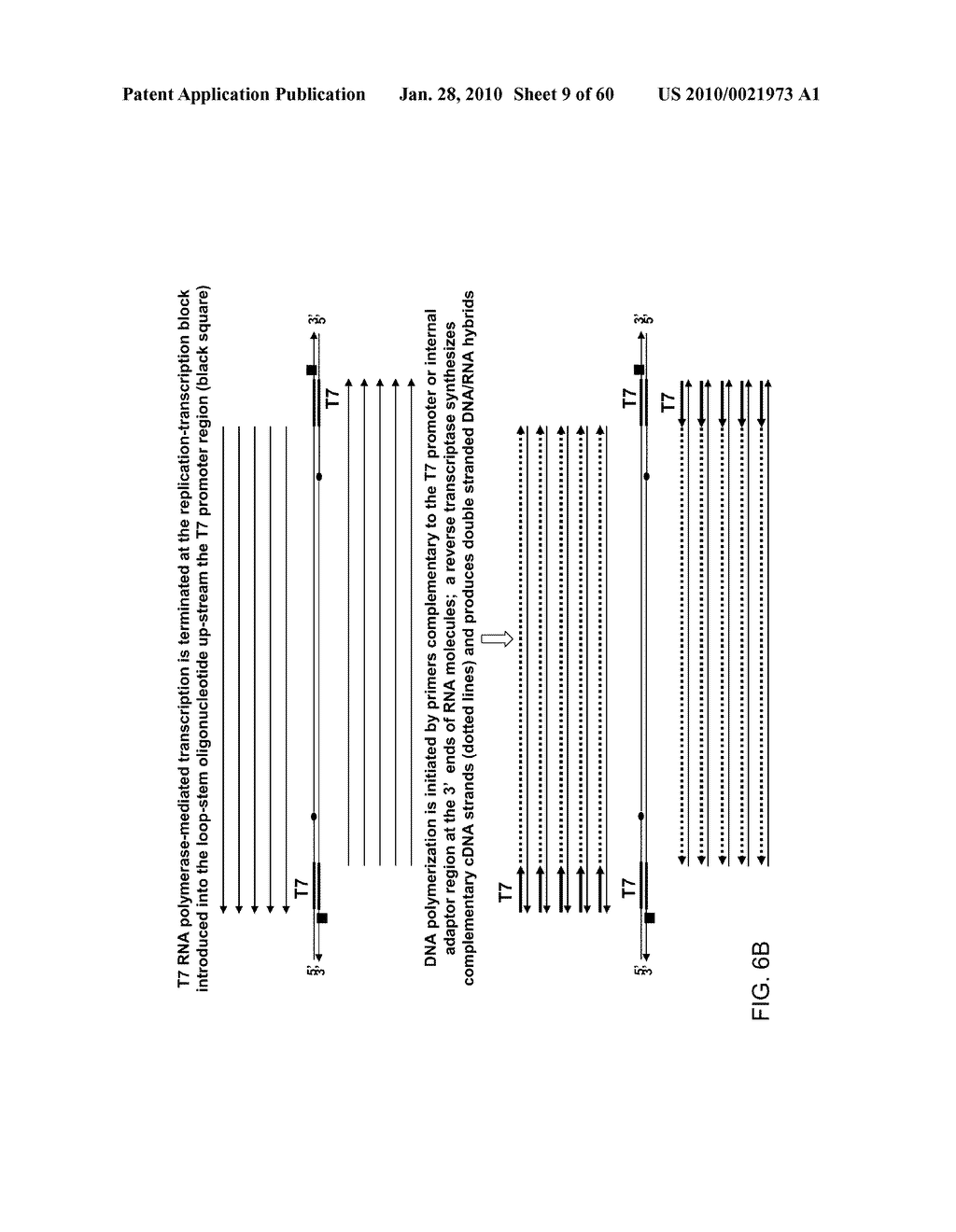 COMPOSITIONS AND METHODS FOR PROCESSING AND AMPLIFICATION OF DNA, INCLUDING USING MULTIPLE ENZYMES IN A SINGLE REACTION - diagram, schematic, and image 10