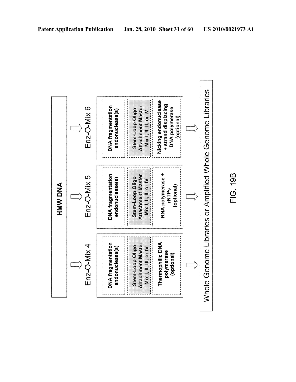 COMPOSITIONS AND METHODS FOR PROCESSING AND AMPLIFICATION OF DNA, INCLUDING USING MULTIPLE ENZYMES IN A SINGLE REACTION - diagram, schematic, and image 32