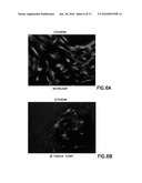 DEFINED CELL CULTURING SURFACES AND METHODS OF USE diagram and image