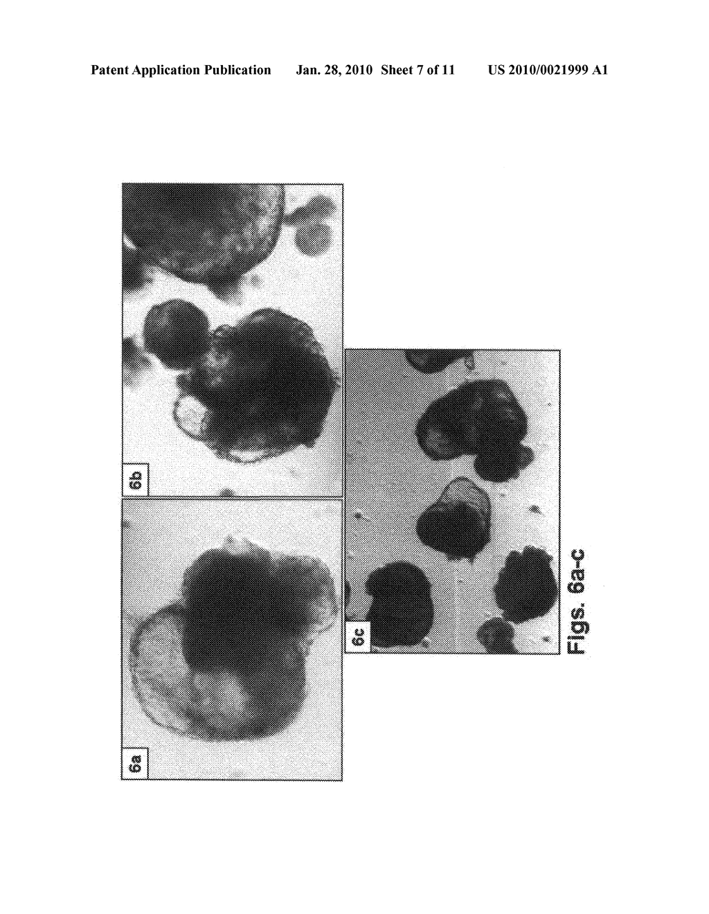 Methods of preparing feeder cells-free, xeno-free human embryonic stem cells and stem cell cultures prepared using same - diagram, schematic, and image 08