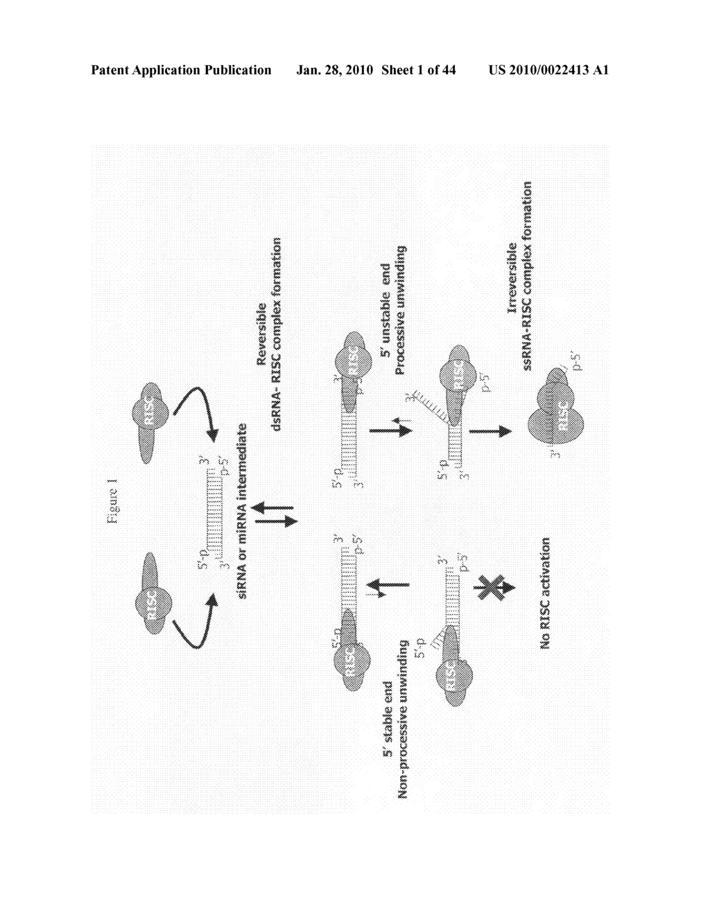 siRNA targeting Ras-related nuclear protein RAN - diagram, schematic, and image 02