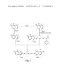 RECEPTOR-AVID EXOGENOUS OPTICAL CONTRAST AND THERAPEUTIC AGENTS diagram and image