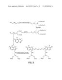 RECEPTOR-AVID EXOGENOUS OPTICAL CONTRAST AND THERAPEUTIC AGENTS diagram and image