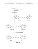 RECEPTOR-AVID EXOGENOUS OPTICAL CONTRAST AND THERAPEUTIC AGENTS diagram and image