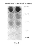 HIGH ARACHIDONIC ACID PRODUCING STRAINS OF YARROWIA LIPOLYTICA diagram and image