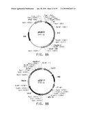 HIGH ARACHIDONIC ACID PRODUCING STRAINS OF YARROWIA LIPOLYTICA diagram and image