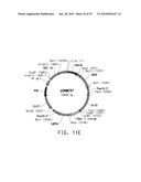 HIGH ARACHIDONIC ACID PRODUCING STRAINS OF YARROWIA LIPOLYTICA diagram and image