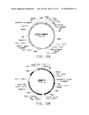 HIGH ARACHIDONIC ACID PRODUCING STRAINS OF YARROWIA LIPOLYTICA diagram and image