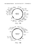 HIGH ARACHIDONIC ACID PRODUCING STRAINS OF YARROWIA LIPOLYTICA diagram and image