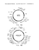 HIGH ARACHIDONIC ACID PRODUCING STRAINS OF YARROWIA LIPOLYTICA diagram and image