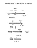 RECOMBINANT TOXIN FRAGMENTS diagram and image