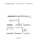 RECOMBINANT TOXIN FRAGMENTS diagram and image