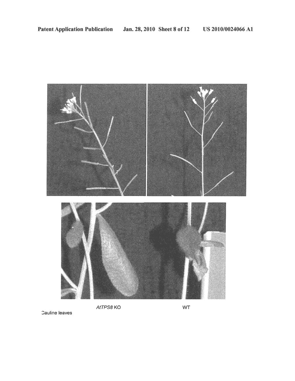 Use of Trehalose-6-Phosphate Synthase to Modulate Plant Growth - diagram, schematic, and image 09