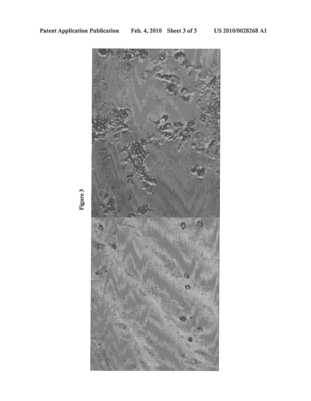 Compositions and Methods For Treating Infectious Bronchitis - diagram, schematic, and image 04