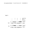 ANTIBODIES AGAINST VASCULAR ENDOTHELIAL GROWTH FACTOR RECEPTOR-1 diagram and image