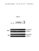 ANTIBODIES AGAINST VASCULAR ENDOTHELIAL GROWTH FACTOR RECEPTOR-1 diagram and image