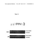 ANTIBODIES AGAINST VASCULAR ENDOTHELIAL GROWTH FACTOR RECEPTOR-1 diagram and image