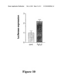 INHIBITION OF SOX9 FUNCTION IN THE TREATMENT OF PROTEOGLYCAN-ASSOCIATED PATHOPHYSIOLOGICAL CONDITIONS diagram and image