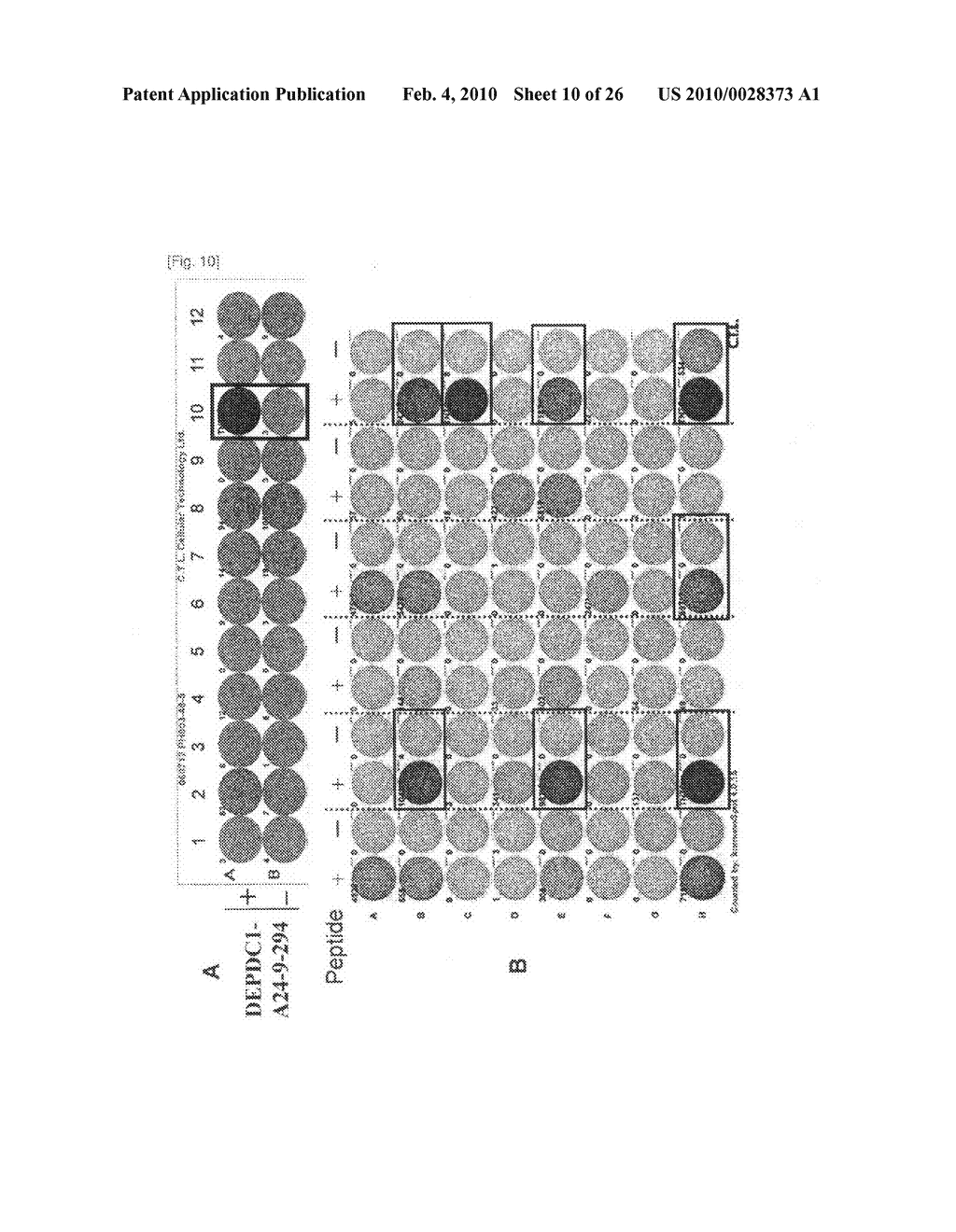 PEPTIDE VACCINES FOR CANCERS EXPRESSING MPHOSPH1 OR DEPDC1 POLYPEPTIDES - diagram, schematic, and image 11