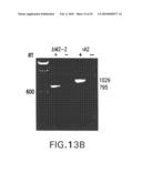 Recombinant RSV Virus Expression Systems And Vaccines diagram and image