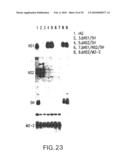 Recombinant RSV Virus Expression Systems And Vaccines diagram and image